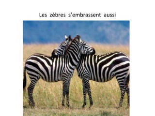 Les zèbres s’embrassent aussi
 