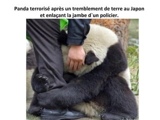 Panda terrorisé après un tremblement de terre au Japon
et enlaçant la jambe d`un policier.
 