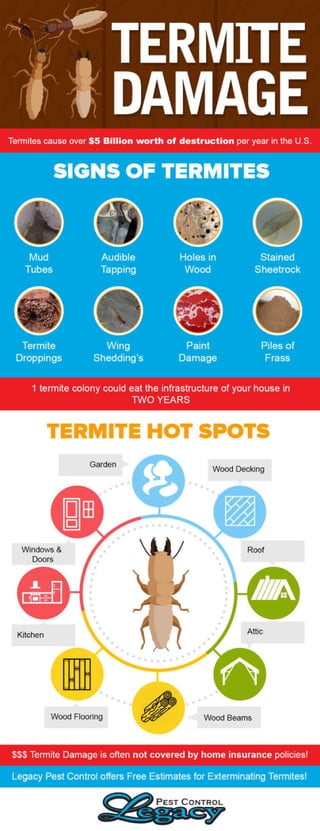7 Signs of Termites