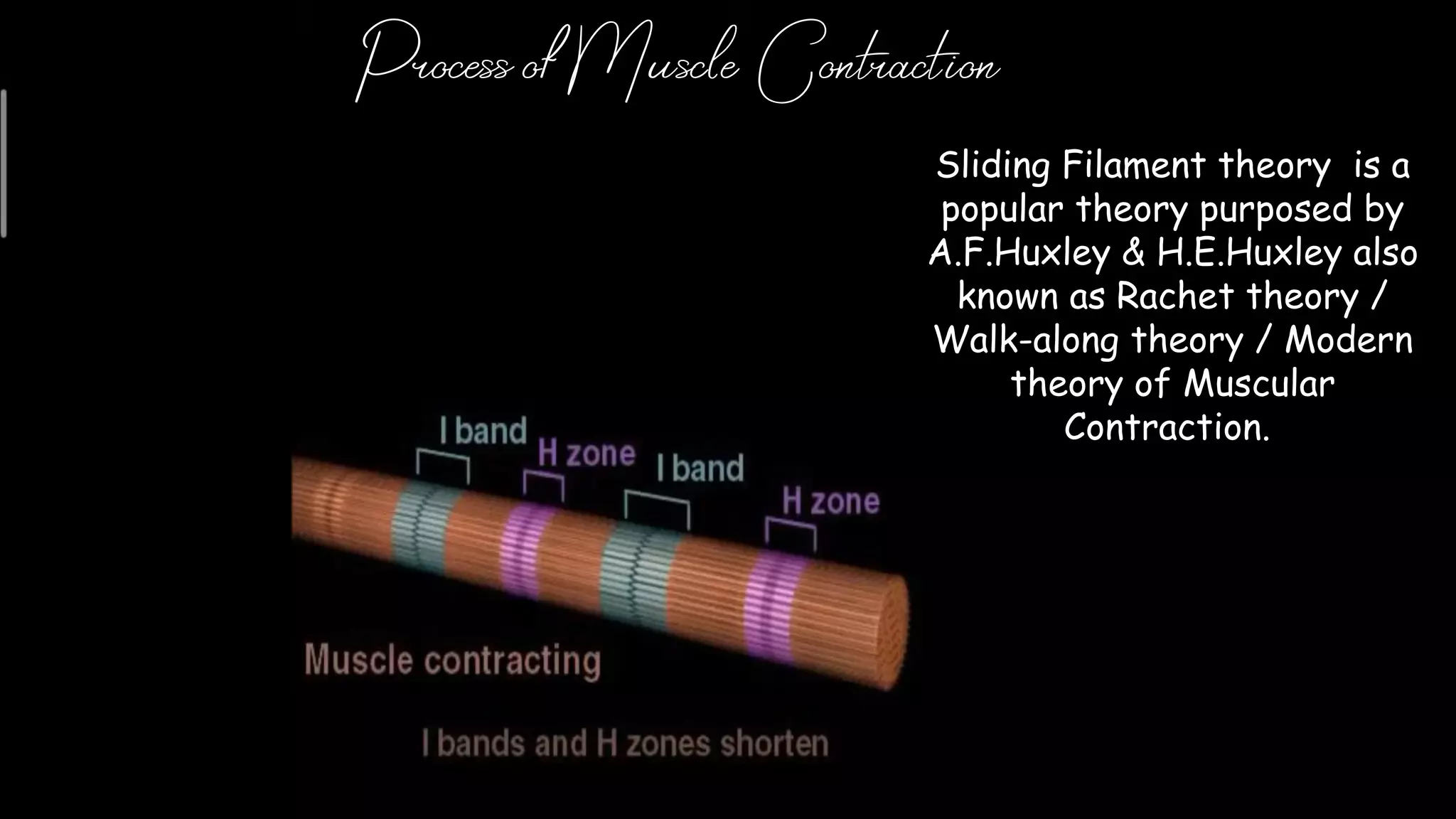 Process of Muscle Contraction
Sliding Filament theory is a
popular theory purposed by
A.F.Huxley & H.E.Huxley also
known as Rachet theory /
Walk-along theory / Modern
theory of Muscular
Contraction.
 