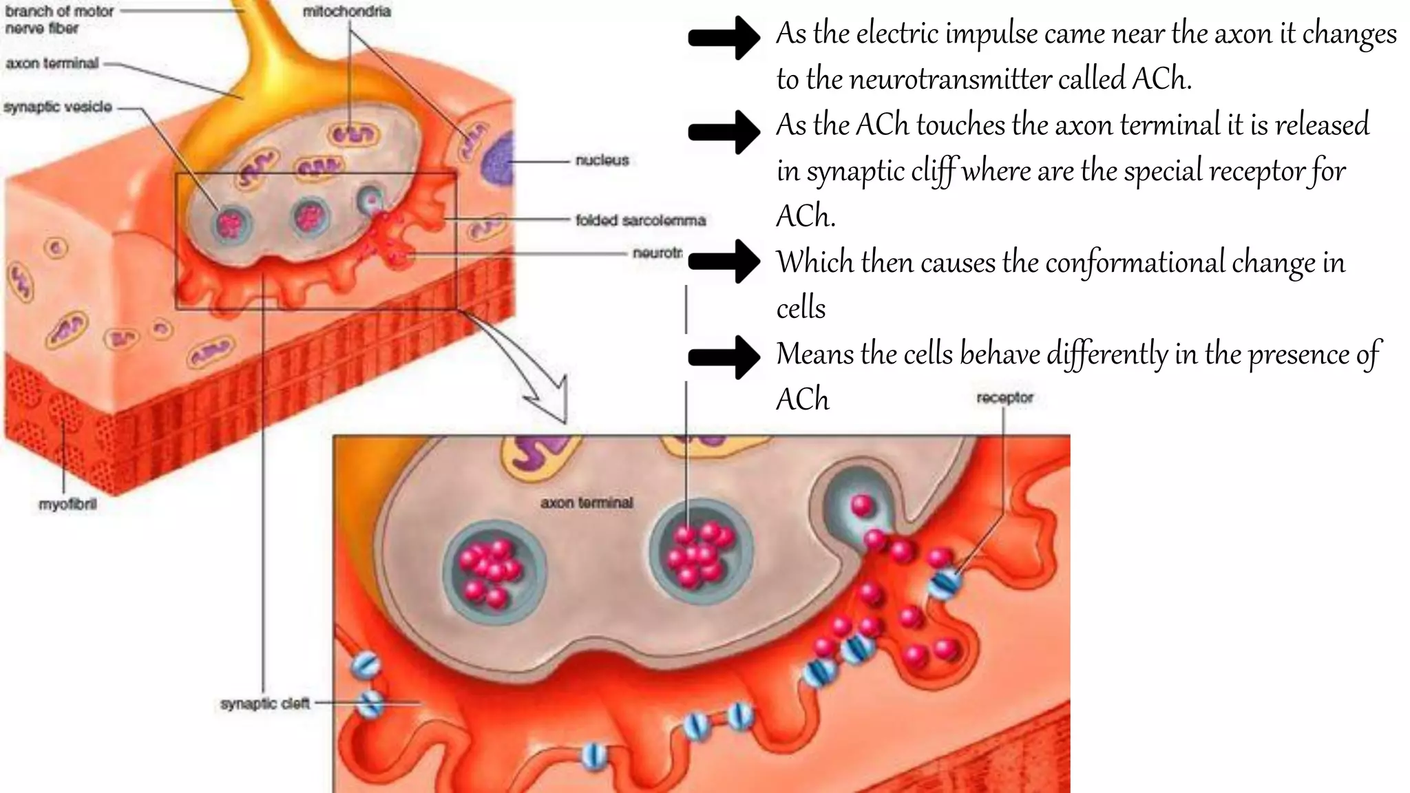 As the electric impulse came near the axon it changes
to the neurotransmitter called ACh.
As the ACh touches the axon terminal it is released
in synaptic cliff where are the special receptor for
ACh.
Which then causes the conformational change in
cells
Means the cells behave differently in the presence of
ACh
 