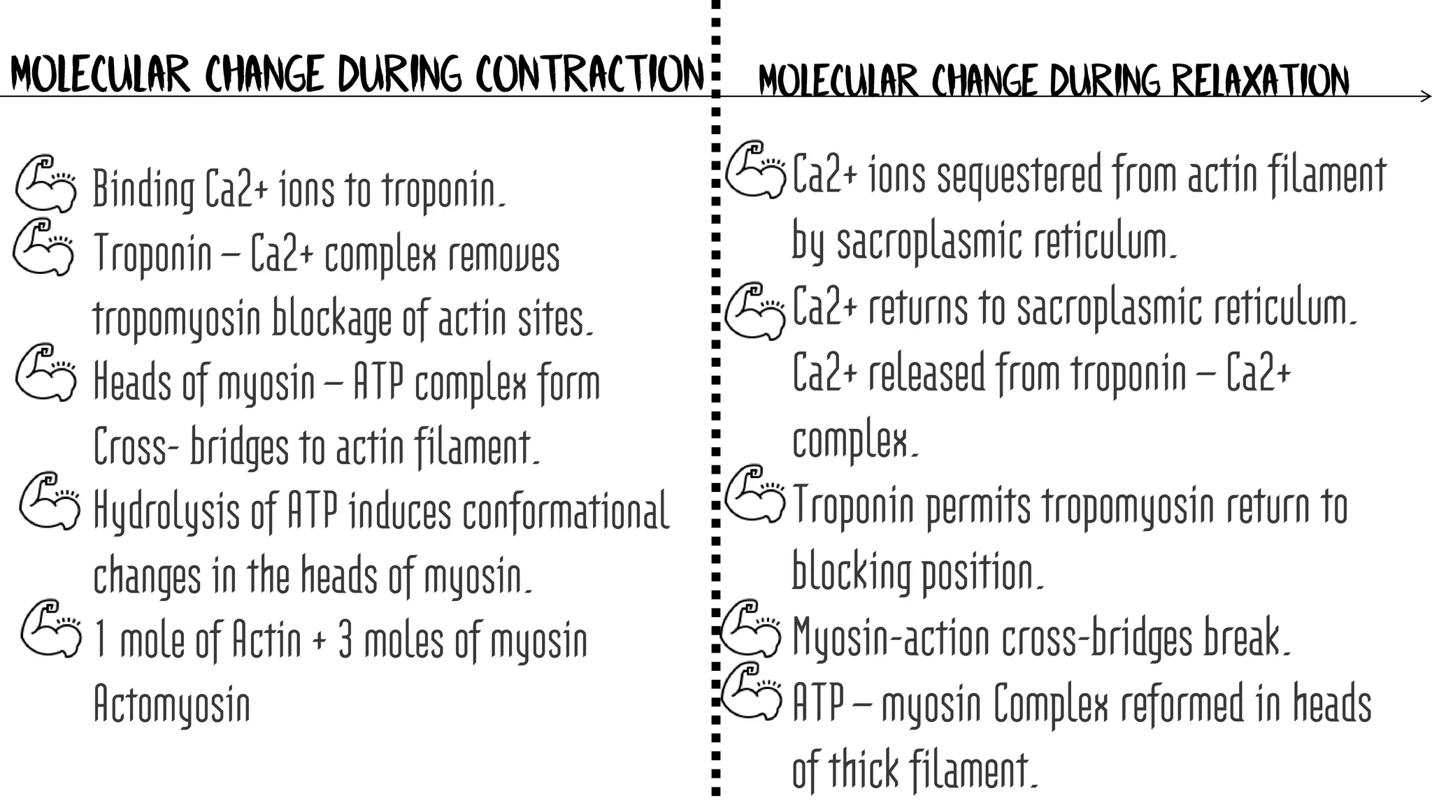 MOLECULAR CHANGE DURING CONTRACTION MOLECULAR CHANGE DURING RELAXATION
Binding Ca2+ ions to troponin.
Troponin – Ca2+ complex removes
tropomyosin blockage of actin sites.
Heads of myosin – ATP complex form
Cross- bridges to actin filament.
Hydrolysis of ATP induces conformational
changes in the heads of myosin.
1 mole of Actin + 3 moles of myosin
Actomyosin
Ca2+ ions sequestered from actin filament
by sacroplasmic reticulum.
Ca2+ returns to sacroplasmic reticulum.
Ca2+ released from troponin – Ca2+
complex.
Troponin permits tropomyosin return to
blocking position.
Myosin-action cross-bridges break.
ATP – myosin Complex reformed in heads
of thick filament.
 