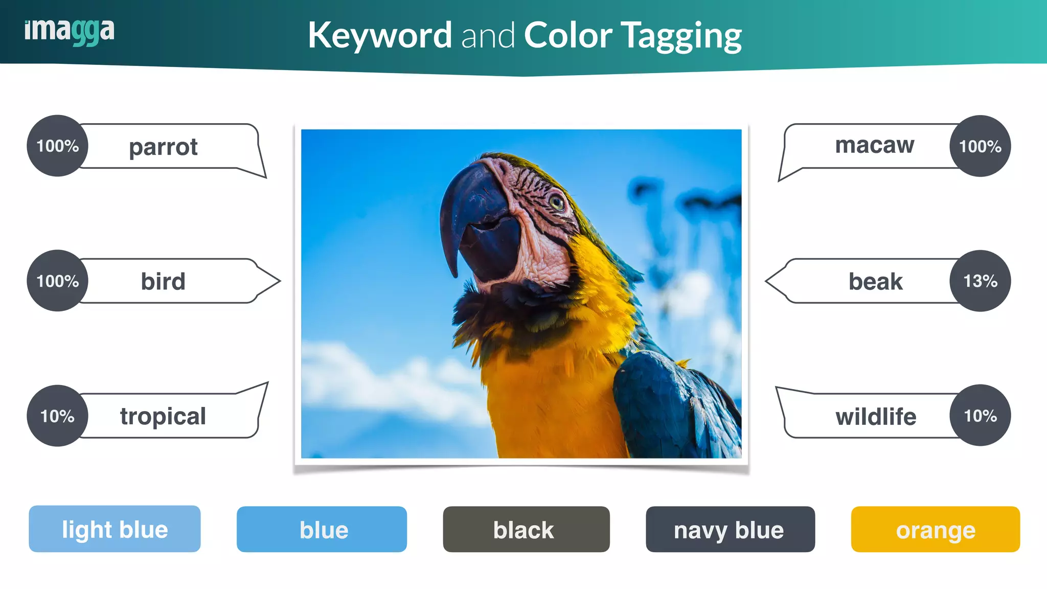 macaw
beak
parrot
bird
tropical wildlife
blue blacklight blue navy blue orange
10%
13%
100%
10%
100%
100%
Keyword and Color Tagging
 