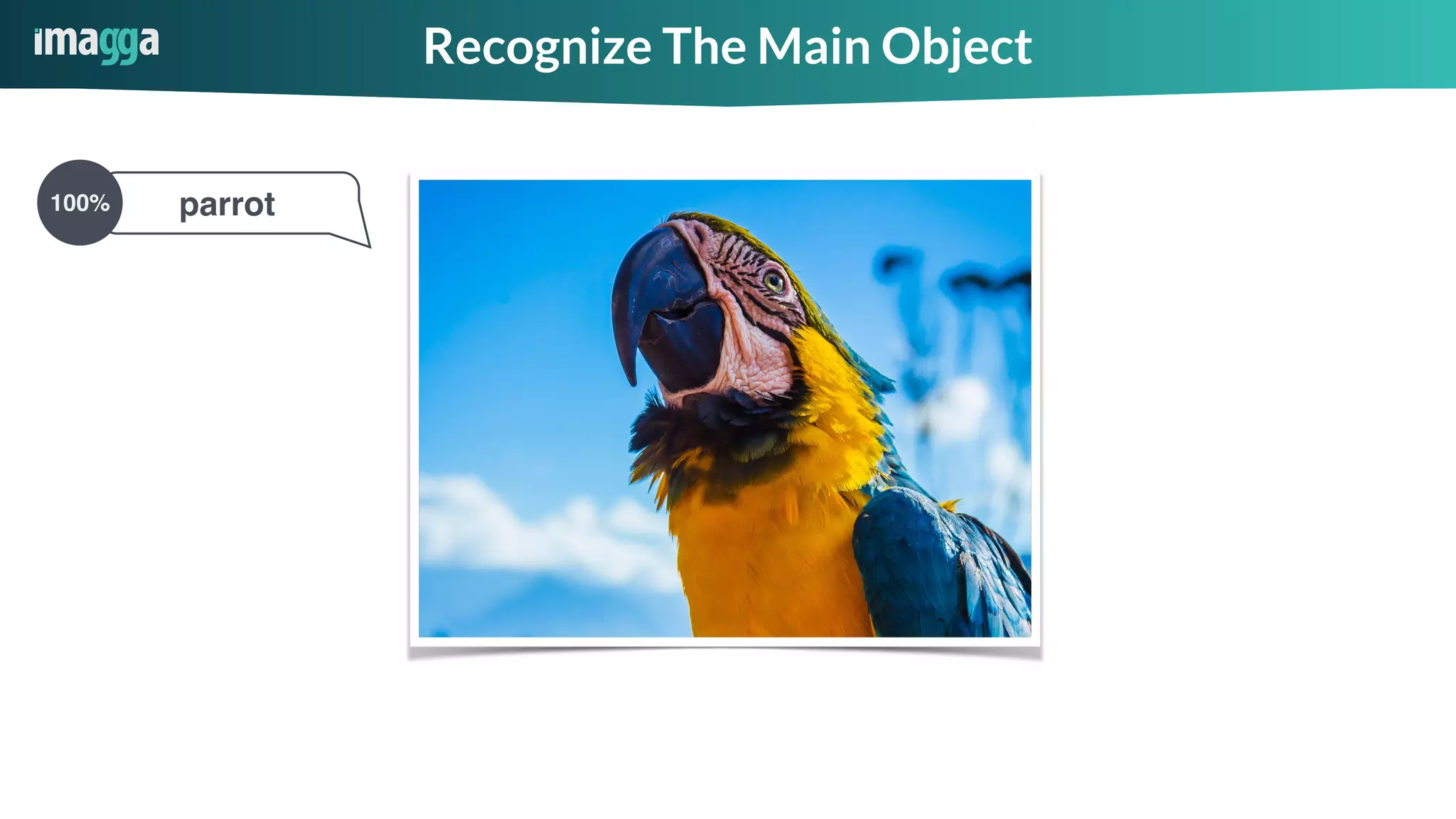 Recognize The Main Object
parrot100%
 