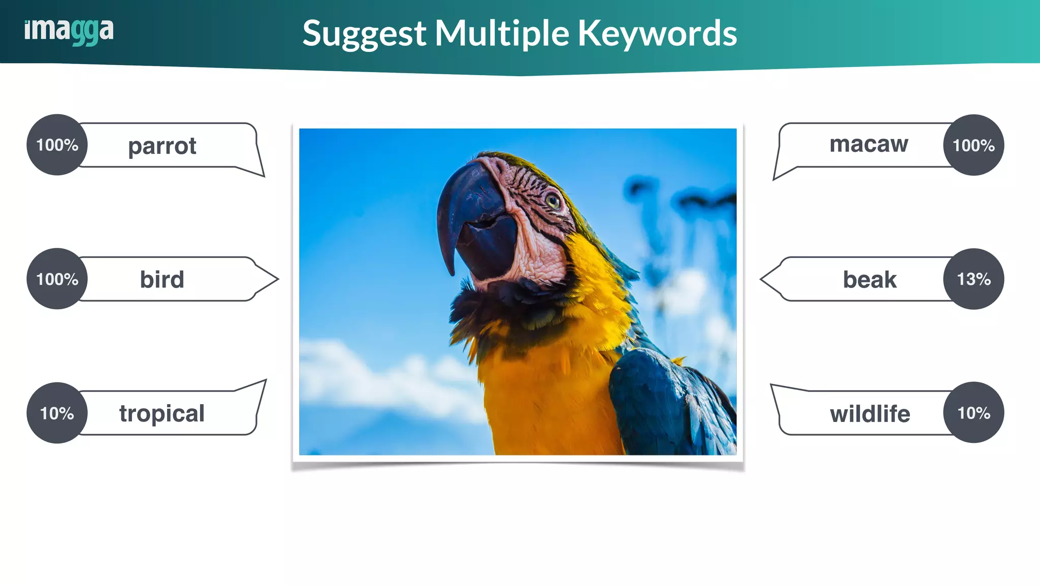 Suggest Multiple Keywords
macaw
beak
parrot
bird
tropical wildlife 10%
13%
100%
10%
100%
100%
 