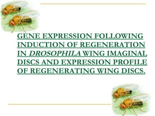 GENE EXPRESSION FOLLOWING INDUCTION OF REGENERATION IN  DROSOPHILA  WING IMAGINAL DISCS AND EXPRESSION PROFILE OF REGENERATING WING DISCS. 