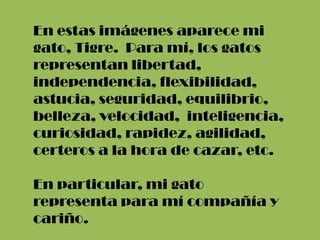 En estas imágenes aparece mi
gato, Tigre. Para mí, los gatos
representan libertad,
independencia, flexibilidad,
astucia, seguridad, equilibrio,
belleza, velocidad, inteligencia,
curiosidad, rapidez, agilidad,
certeros a la hora de cazar, etc.
En particular, mi gato
representa para mí compañía y
cariño.
