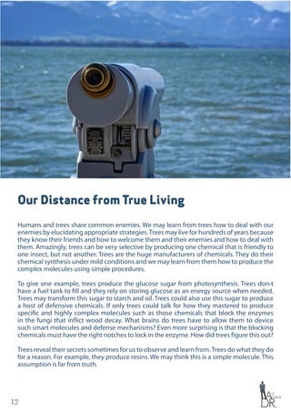 12
Our Distance from True Living
Humans and trees share common enemies. We may learn from trees how to deal with our
enemies by elucidating appropriate strategies.Trees may live for hundreds of years because
they know their friends and how to welcome them and their enemies and how to deal with
them. Amazingly, trees can be very selective by producing one chemical that is friendly to
one insect, but not another. Trees are the huge manufacturers of chemicals. They do their
chemical synthesis under mild conditions and we may learn from them how to produce the
complex molecules using simple procedures.
To give one example, trees produce the glucose sugar from photosynthesis. Trees don›t
have a fuel tank to fill and they rely on storing glucose as an energy source when needed.
Trees may transform this sugar to starch and oil. Trees could also use this sugar to produce
a host of defensive chemicals. If only trees could talk for how they mastered to produce
specific and highly complex molecules such as those chemicals that block the enzymes
in the fungi that inflict wood decay. What brains do trees have to allow them to device
such smart molecules and defense mechanisms? Even more surprising is that the blocking
chemicals must have the right notches to lock in the enzyme. How did trees figure this out?
Trees reveal their secrets sometimes for us to observe and learn from.Trees do what they do
for a reason. For example, they produce resins. We may think this is a simple molecule. This
assumption is far from truth.
 
