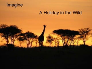A Holiday in the Wild Imagine 