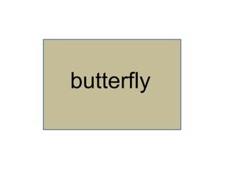 butterfly
 