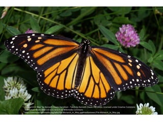 "Monarch In May" by Kenneth Dwain Harrelson - Taken by Kenneth Dwain Harrelson. Licensed under Creative Commons
Attribution-Share Alike 3.0-2.5-2.0-1.0 via Wikimedia Commons -
http://commons.wikimedia.org/wiki/File:Monarch_In_May.jpg#mediaviewer/File:Monarch_In_May.jpg
 
