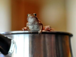 Frog on Pot 