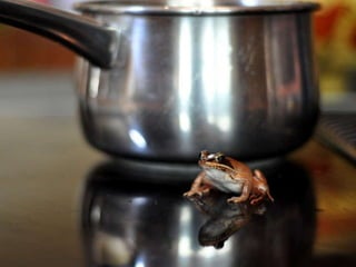 Frog Outside Pot 