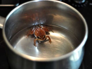 Frog in Pot 