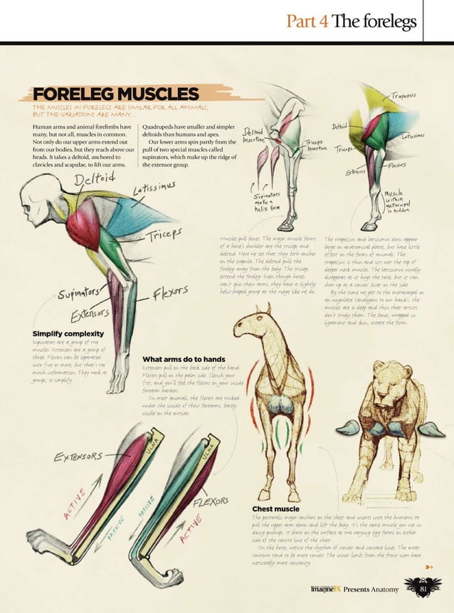 Imaginefx howtodrawandpaintanatomy2010