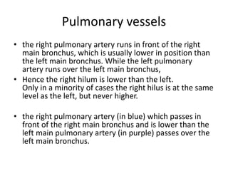 Pulmonary vessels
• the right pulmonary artery runs in front of the right
main bronchus, which is usually lower in position than
the left main bronchus. While the left pulmonary
artery runs over the left main bronchus,
• Hence the right hilum is lower than the left.
Only in a minority of cases the right hilus is at the same
level as the left, but never higher.
• the right pulmonary artery (in blue) which passes in
front of the right main bronchus and is lower than the
left main pulmonary artery (in purple) passes over the
left main bronchus.
 