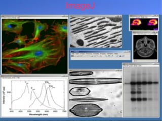 ImageJ 