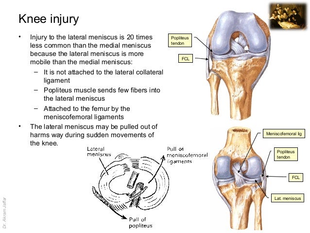Anatomy Knee Injury - Human Anatomy