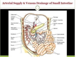 Talitis Imaging anatomy of small intestine | PPTX