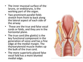 • The inner mucosal surface of the
larynx, or endolarynx, is the
working part of the organ.
• Two prominent parallel folds...