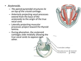 • Arytenoids.
– The paired pyramidal structures lie
on top of the cricoid cartilage .
– Anteriorly projecting vocal proces...
