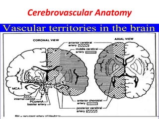 Cerebrovascular Anatomy
 