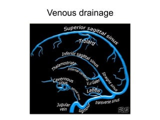 Venous drainage
 