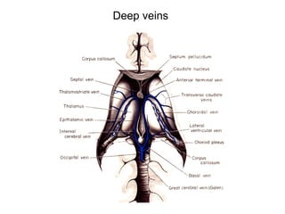 Deep veins
 