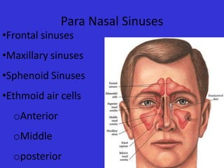 Para Nasal Sinuses

•Frontal sinuses

•Maxillary sinuses
•Sphenoid Sinuses
•Ethmoid air cells
oAnterior

oMiddle
oposterior

 