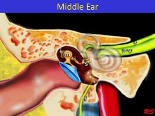 Middle Ear

 