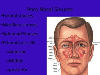 Para Nasal Sinuses
•Frontal sinuses
•Maxillary sinuses
•Sphenoid Sinuses
•Ethmoid air cells
oAnterior
oMiddle
oposterior
 