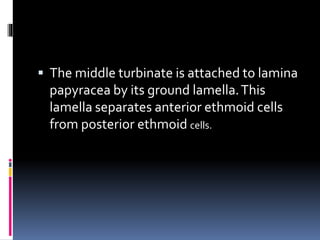  The middle turbinate is attached to lamina
papyracea by its ground lamella.This
lamella separates anterior ethmoid cells
from posterior ethmoid cells.
 