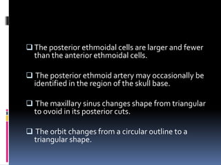  The posterior ethmoidal cells are larger and fewer
than the anterior ethmoidal cells.
 The posterior ethmoid artery may occasionally be
identified in the region of the skull base.
 The maxillary sinus changes shape from triangular
to ovoid in its posterior cuts.
 The orbit changes from a circular outline to a
triangular shape.
 