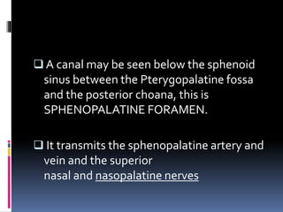  A canal may be seen below the sphenoid
sinus between the Pterygopalatine fossa
and the posterior choana, this is
SPHENOPALATINE FORAMEN.
 It transmits the sphenopalatine artery and
vein and the superior
nasal and nasopalatine nerves
 
