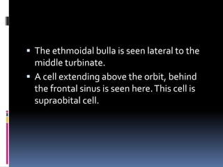  The ethmoidal bulla is seen lateral to the
middle turbinate.
 A cell extending above the orbit, behind
the frontal sinus is seen here.This cell is
supraobital cell.
 