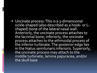  Uncinate process:This is a 3-dimensional
sickle-shaped (also described as a hook- or L-
shaped) bone of the lateral nasal wall.
Anteriorly, the uncinate process attaches to
the lacrimal bone; inferiorly, the uncinate
process attaches to the ethmoidal process of
the inferior turbinate.The posterior edge lies
in the hiatus semilunaris inferioris. Superiorly,
the uncinate process may attach to the
middle turbinate, lamina papyracea, and/or
the skull base
 
