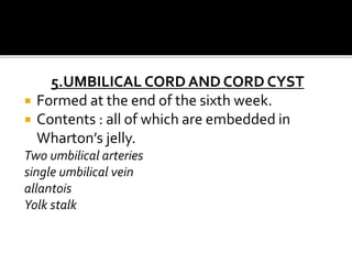 5.UMBILICAL CORD AND CORD CYST
 Formed at the end of the sixth week.
 Contents : all of which are embedded in
Wharton’s jelly.
Two umbilical arteries
single umbilical vein
allantois
Yolk stalk
 