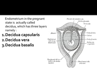 Endometrium in the pregnant
state is actually called
decidua, which has three layers
namely :
1.Decidua capsularis
2.Decidua vera
3.Decidua basalis
 