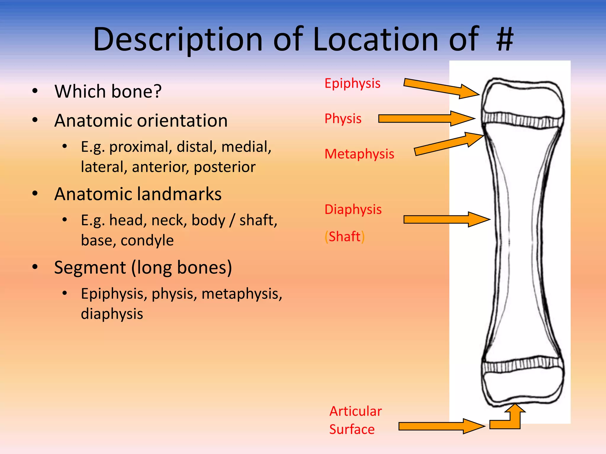Description of Location of #
• Which bone?
• Anatomic orientation
• E.g. proximal, distal, medial,
lateral, anterior, posterior

• Anatomic landmarks
• E.g. head, neck, body / shaft,
base, condyle

Epiphysis
Physis

Metaphysis

Diaphysis
(Shaft)

• Segment (long bones)
• Epiphysis, physis, metaphysis,
diaphysis

Articular
Surface

 