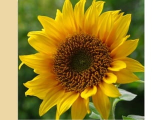 Imaging in head trauma