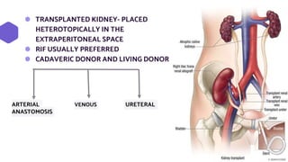 ⬢ TRANSPLANTED KIDNEY- PLACED
HETEROTOPICALLY IN THE
EXTRAPERITONEAL SPACE
⬢ RIF USUALLY PREFERRED
⬢ CADAVERIC DONOR AND LIVING DONOR
5
ARTERIAL VENOUS URETERAL
ANASTOMOSIS
 