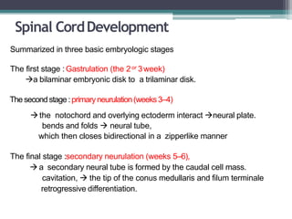 Spinal CordDevelopment
Summarized in three basic embryologic stages
The first stage : Gastrulation (the 2or 3week)
a bilaminar embryonic disk to a trilaminar disk.
The secondstage:primaryneurulation(weeks3–4)
the notochord and overlying ectoderm interact neural plate.
bends and folds  neural tube,
which then closes bidirectional in a zipperlike manner
The final stage :secondary neurulation (weeks 5–6),
 a secondary neural tube is formed by the caudal cell mass.
cavitation,  the tip of the conus medullaris and filum terminale
retrogressive differentiation.
 