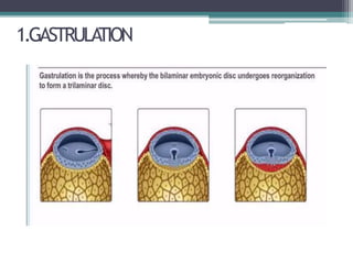 1.GASTRULATION
 