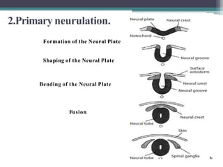 2.Primary neurulation.
Formation of the Neural Plate
Shaping of the Neural Plate
Bending of the Neural Plate
Fusion
 