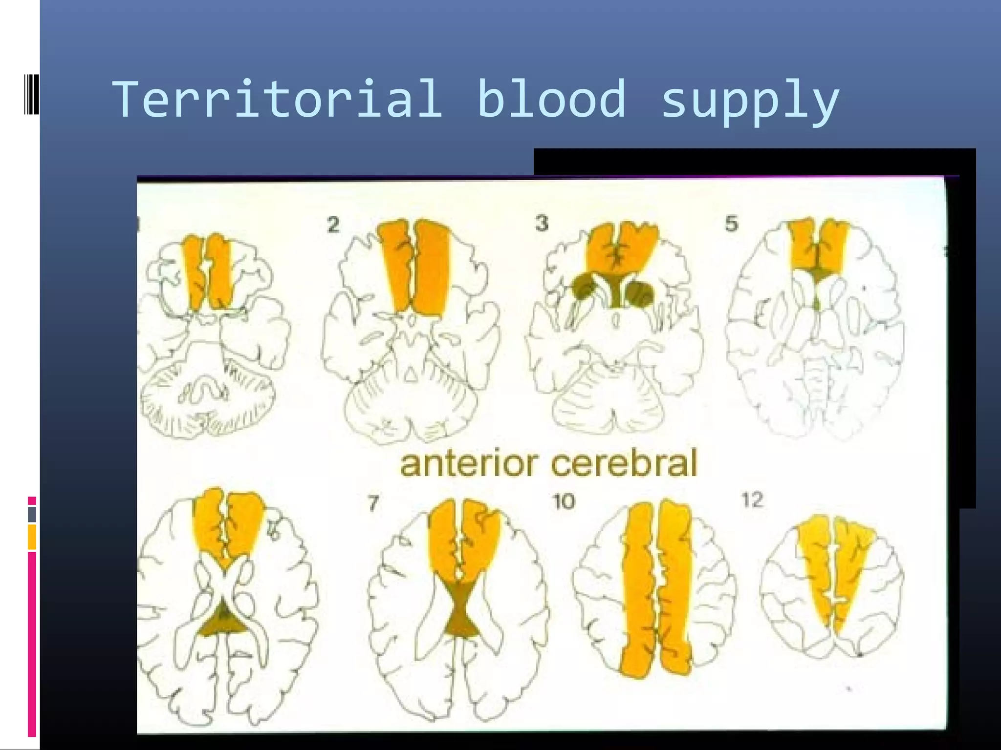 Territorial blood supply
 