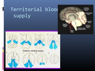 Territorial blood
supply
 