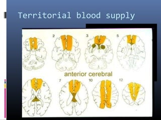 Territorial blood supply
 