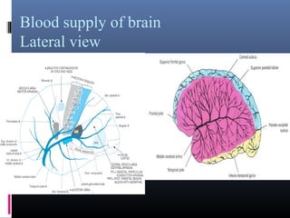 Blood supply of brain
Lateral view
 