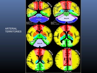 ARTERIAL
TERRITORIES
 