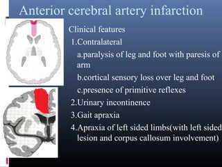 Anterior cerebral artery infarction
Clinical features
1.Contralateral
a.paralysis of leg and foot with paresis of
arm
b.cortical sensory loss over leg and foot
c.presence of primitive reflexes
2.Urinary incontinence
3.Gait apraxia
4.Apraxia of left sided limbs(with left sided
lesion and corpus callosum involvement)
 